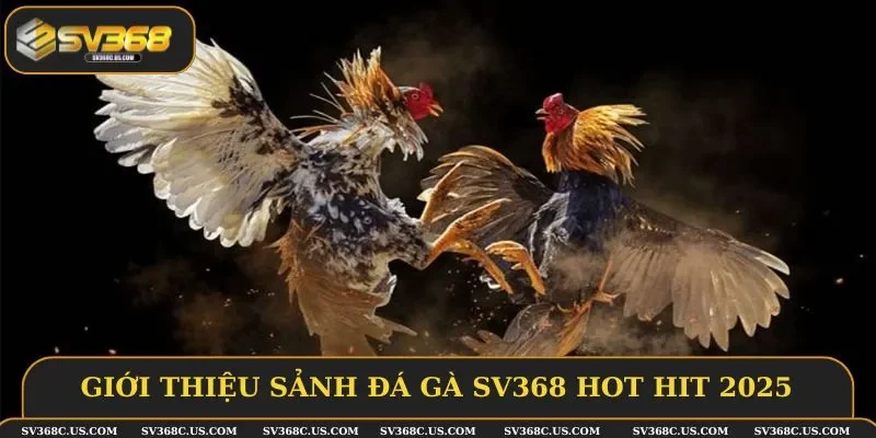 Giới thiệu sảnh đá gà SV368 hot hit 2025