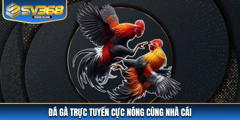 Đá gà trực tuyến cực nóng cùng nhà cái