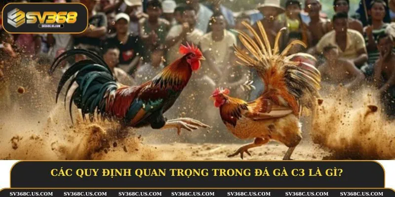 Các quy định quan trọng trong đá gà C3 là gì?