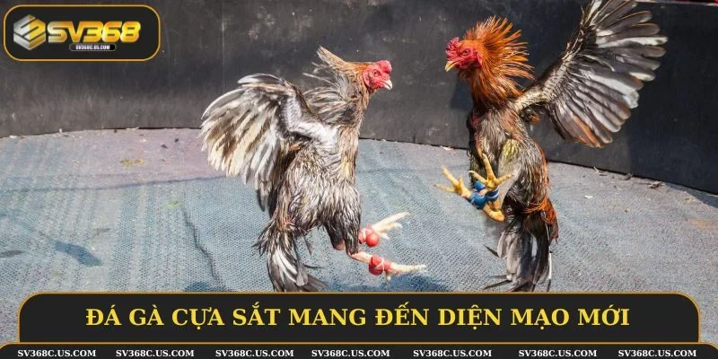 Đá gà cựa sắt mang đến diện mạo mới