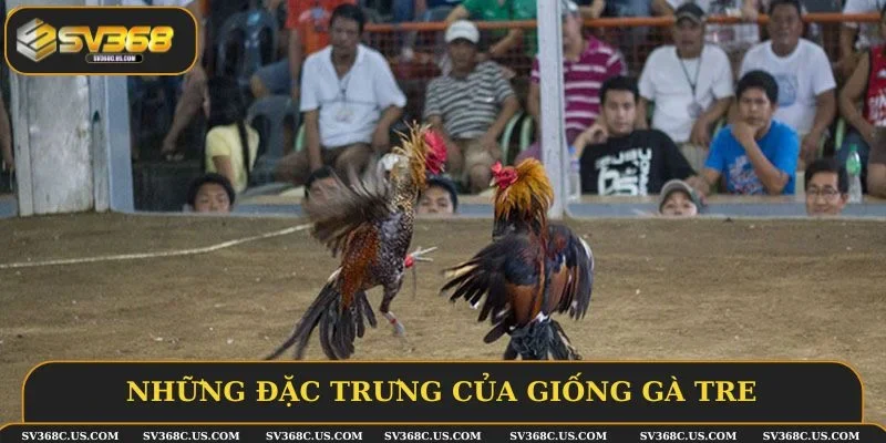 Những đặc trưng của giống gà tre