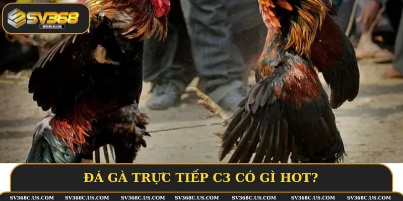 Đá gà trực tiếp C3 có gì hot?