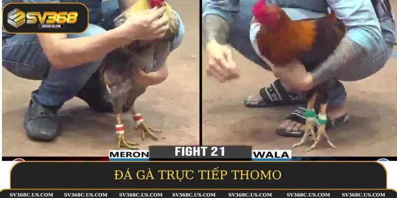 Đá gà trực tiếp thomo