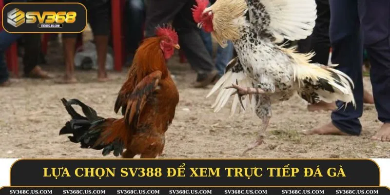 Lựa chọn SV388 để xem trực tiếp đá gà